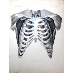 Die Brustorgane des Menschen in ihrer Lage